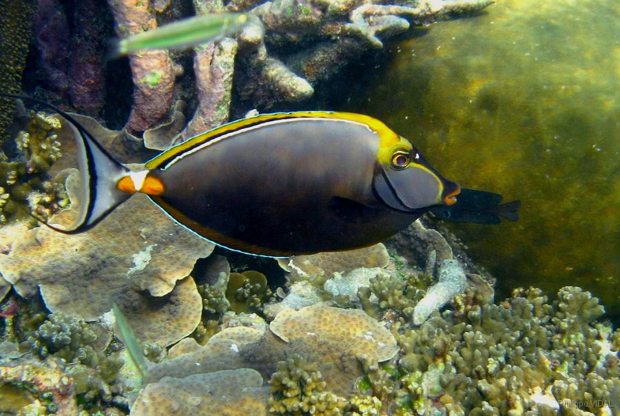 IMG_7493rc_Maldives _Madoogali_Nason a eperons oranges ou bariole-Naso elegans.jpg